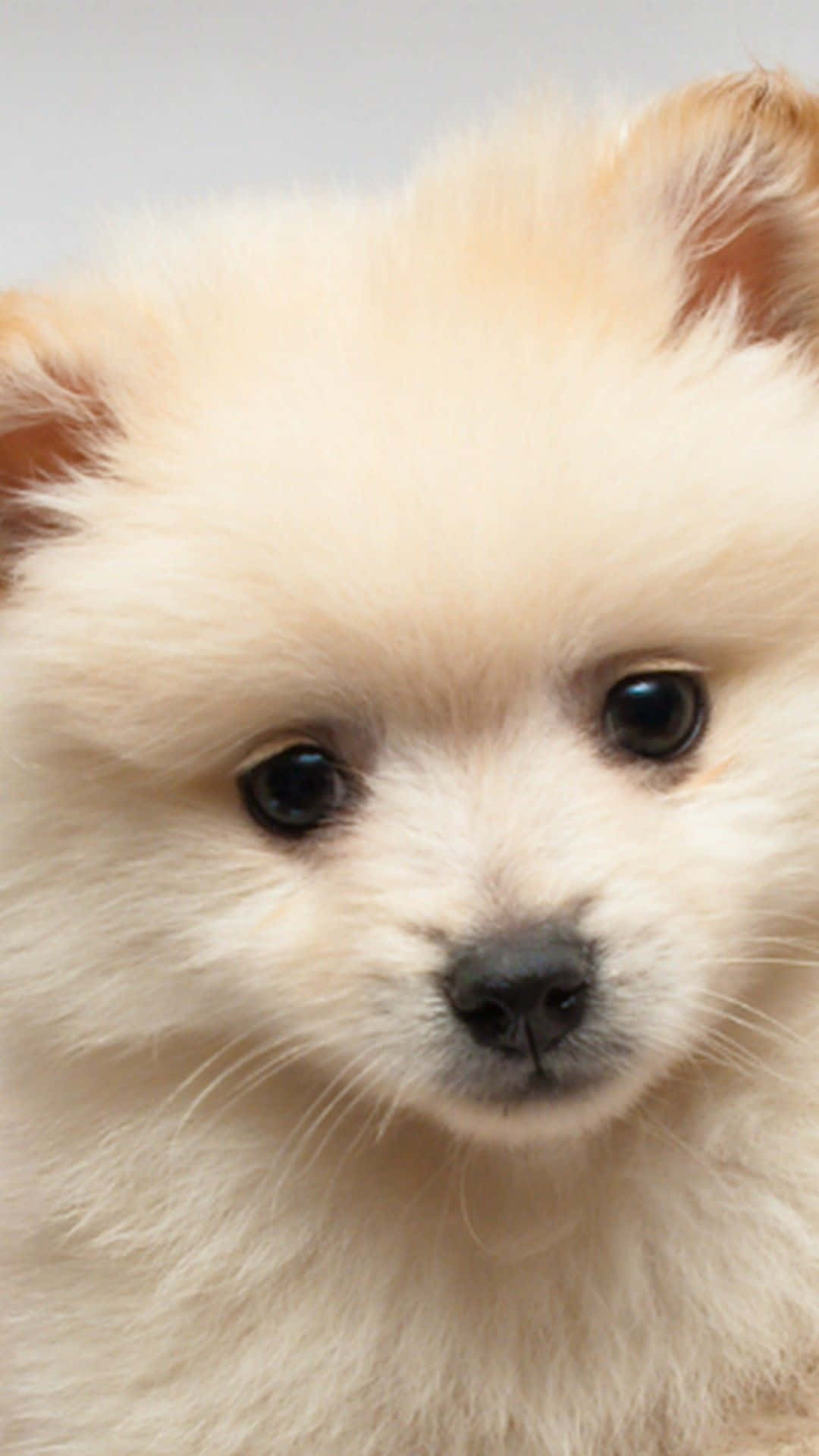 A Small White Dog Is Sitting On A White Background