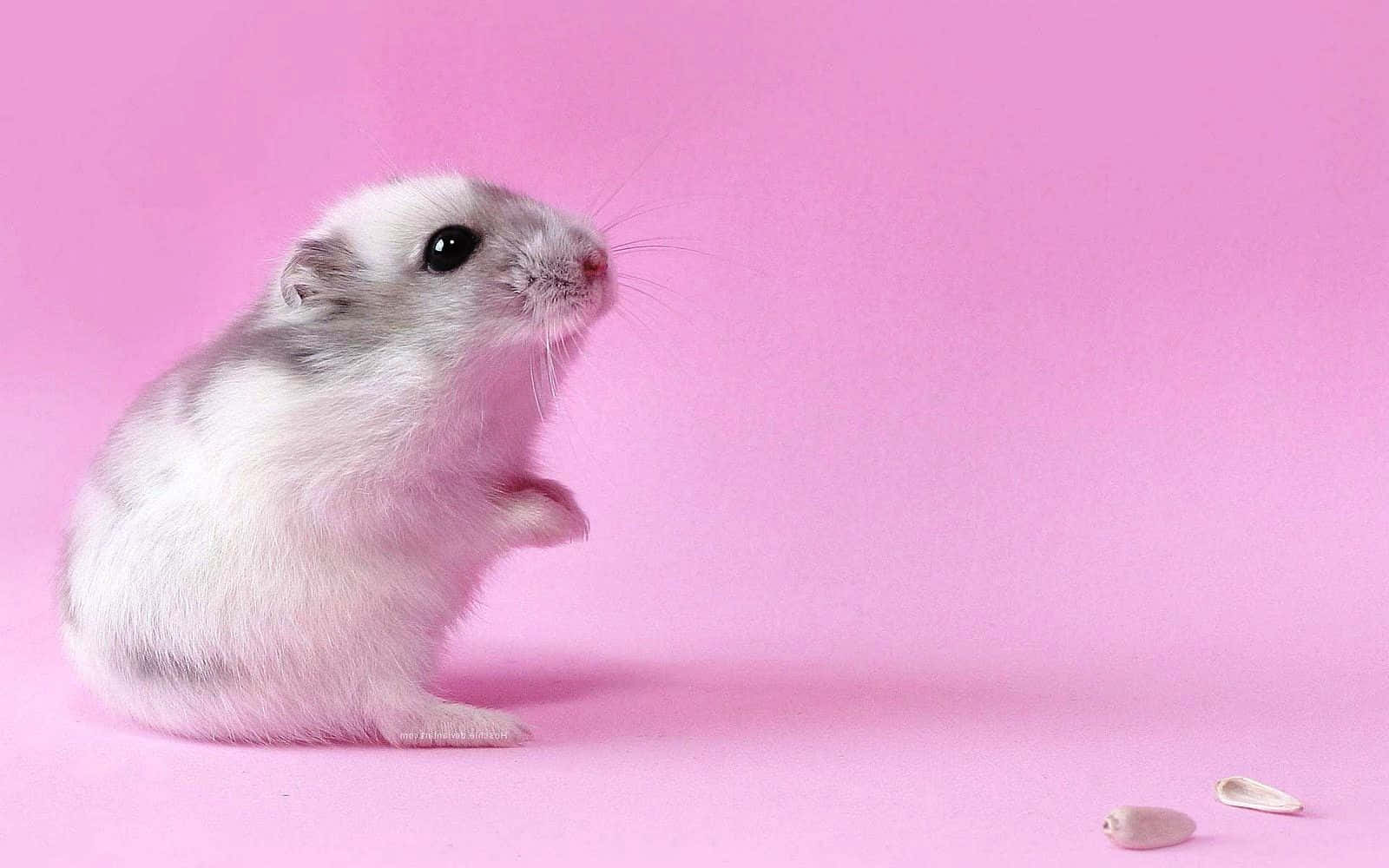 A Small White Hamster Is Standing On A Pink Background Background