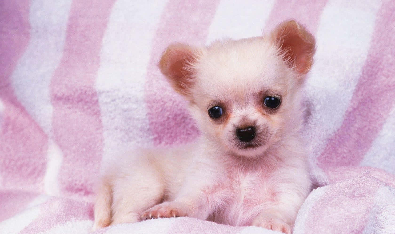 A Small White Puppy Sitting On A Pink And White Blanket Background