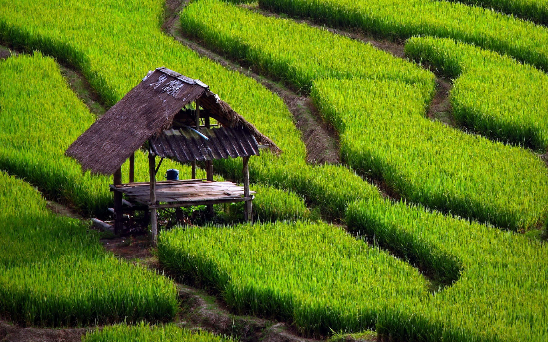 A Small Wooden House In A Green Rice Field Background