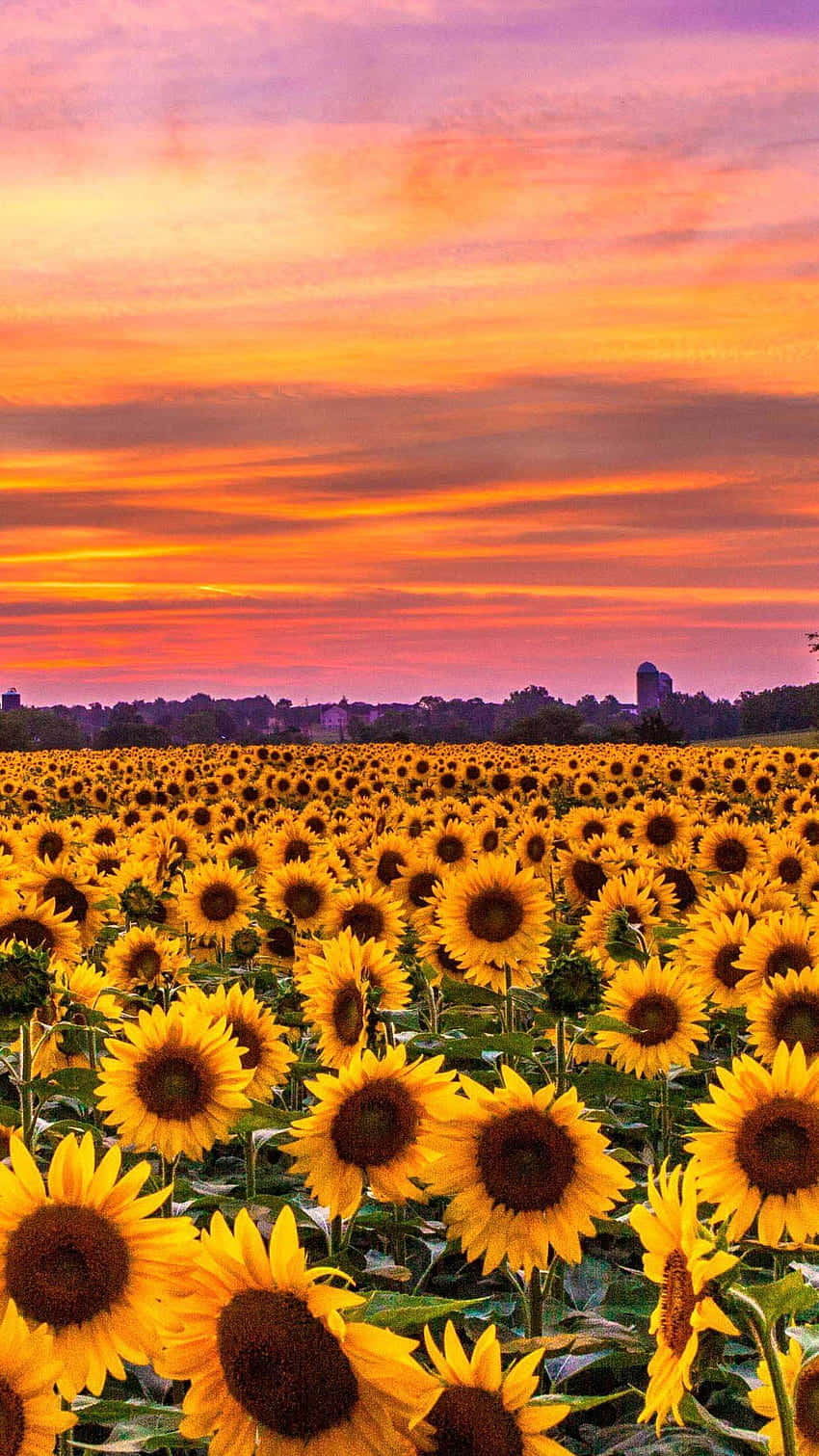 A Smart Sunflower Phone For The Brightest Of Minds Background