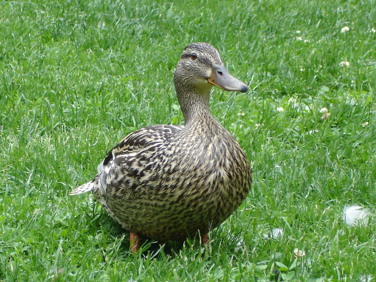 A Smiling Yellow Duck With Bright, Orange Feet
