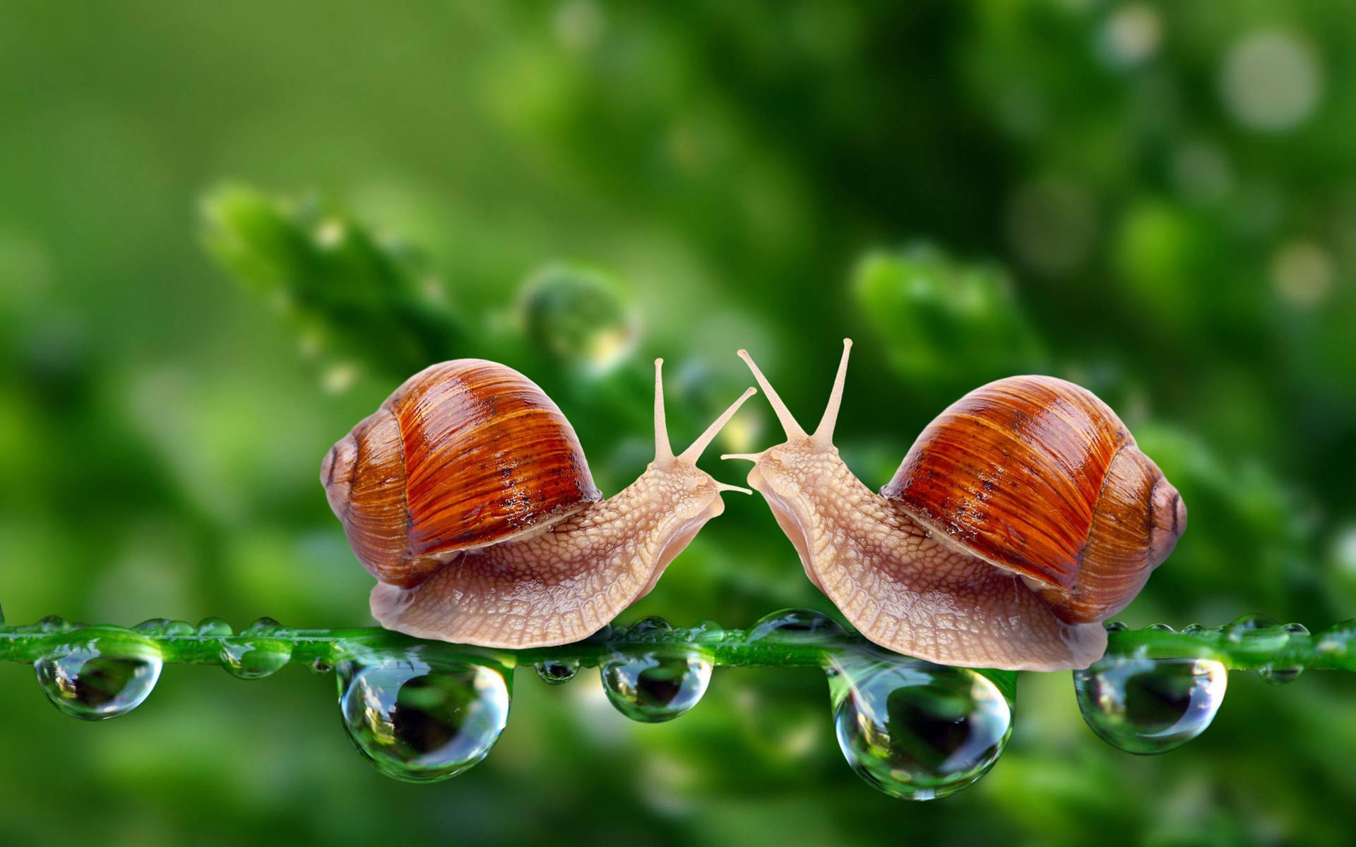 A Snail Love Affair Background