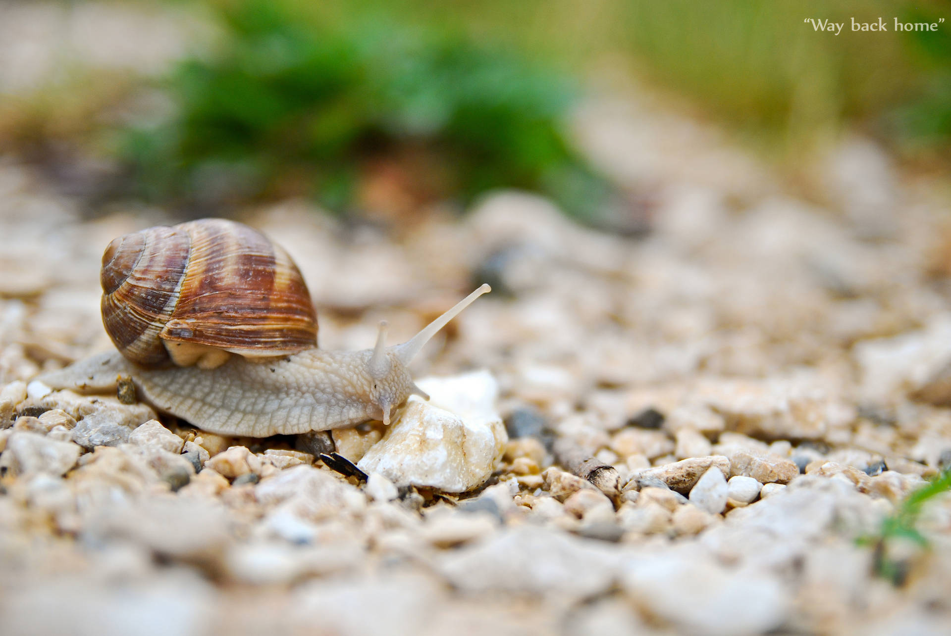 A Snail On A Pebbled Ground Background