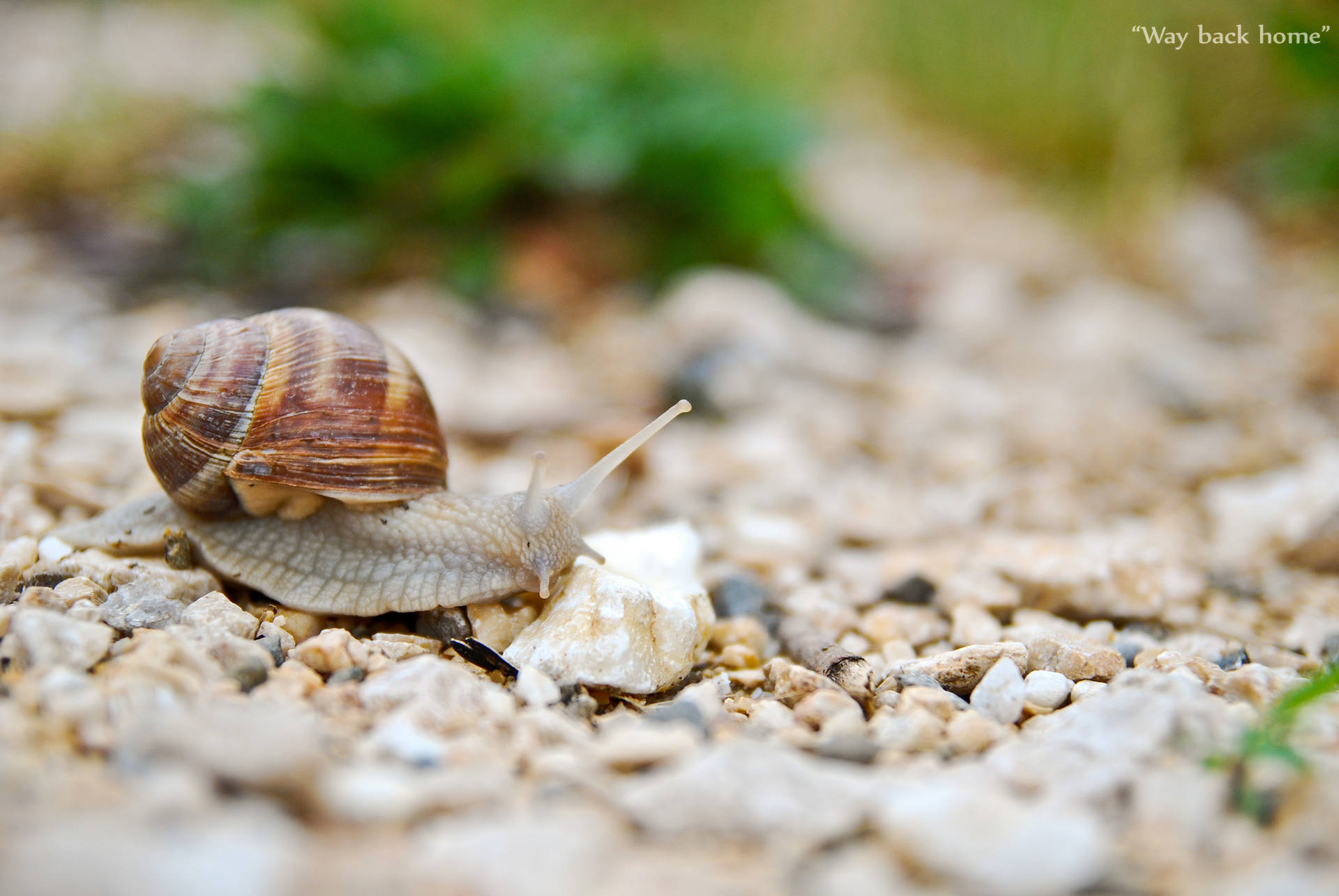 A Snail On A Pebbled Ground