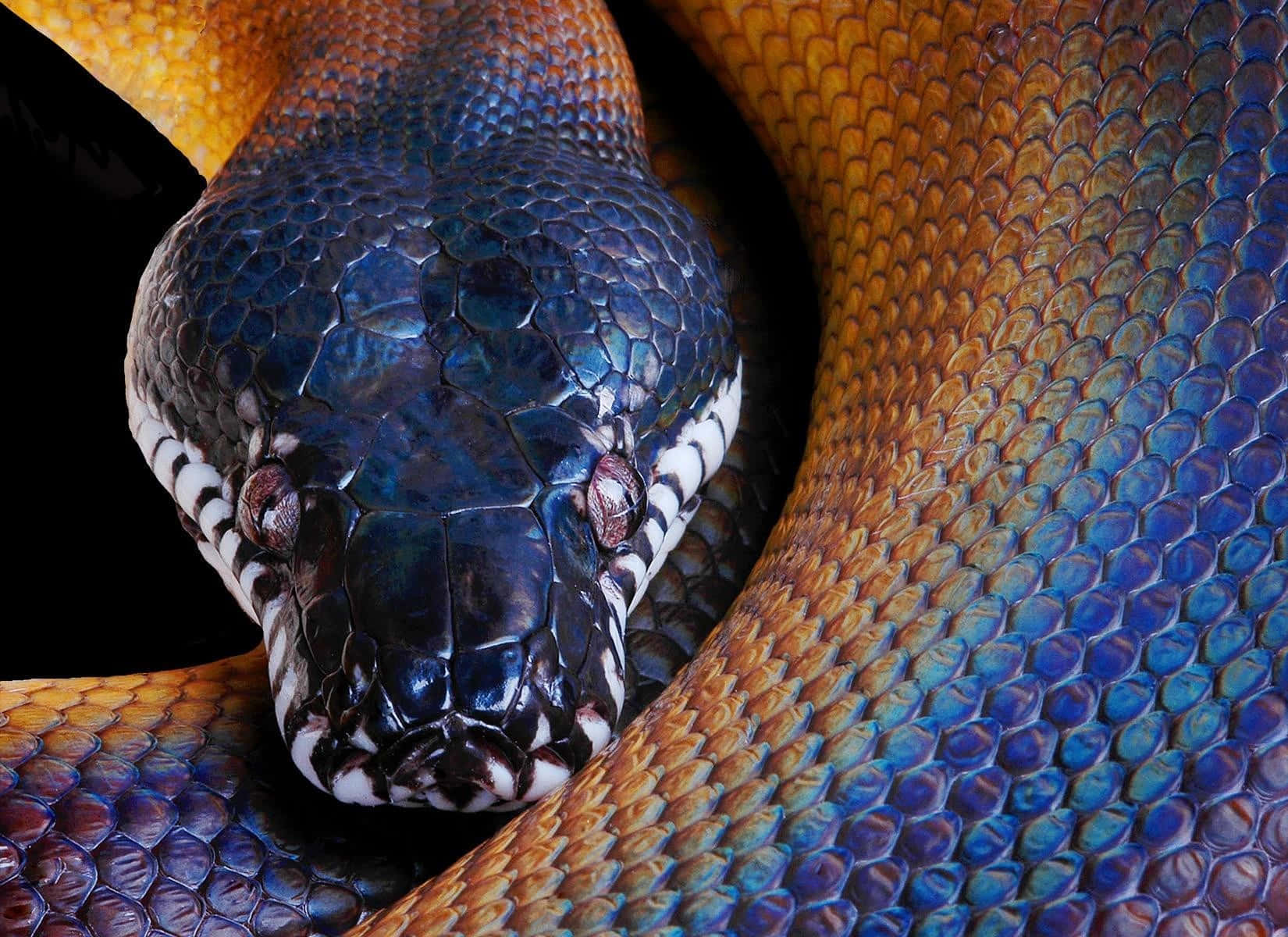 A Snake With A Colorful Body And Head Background