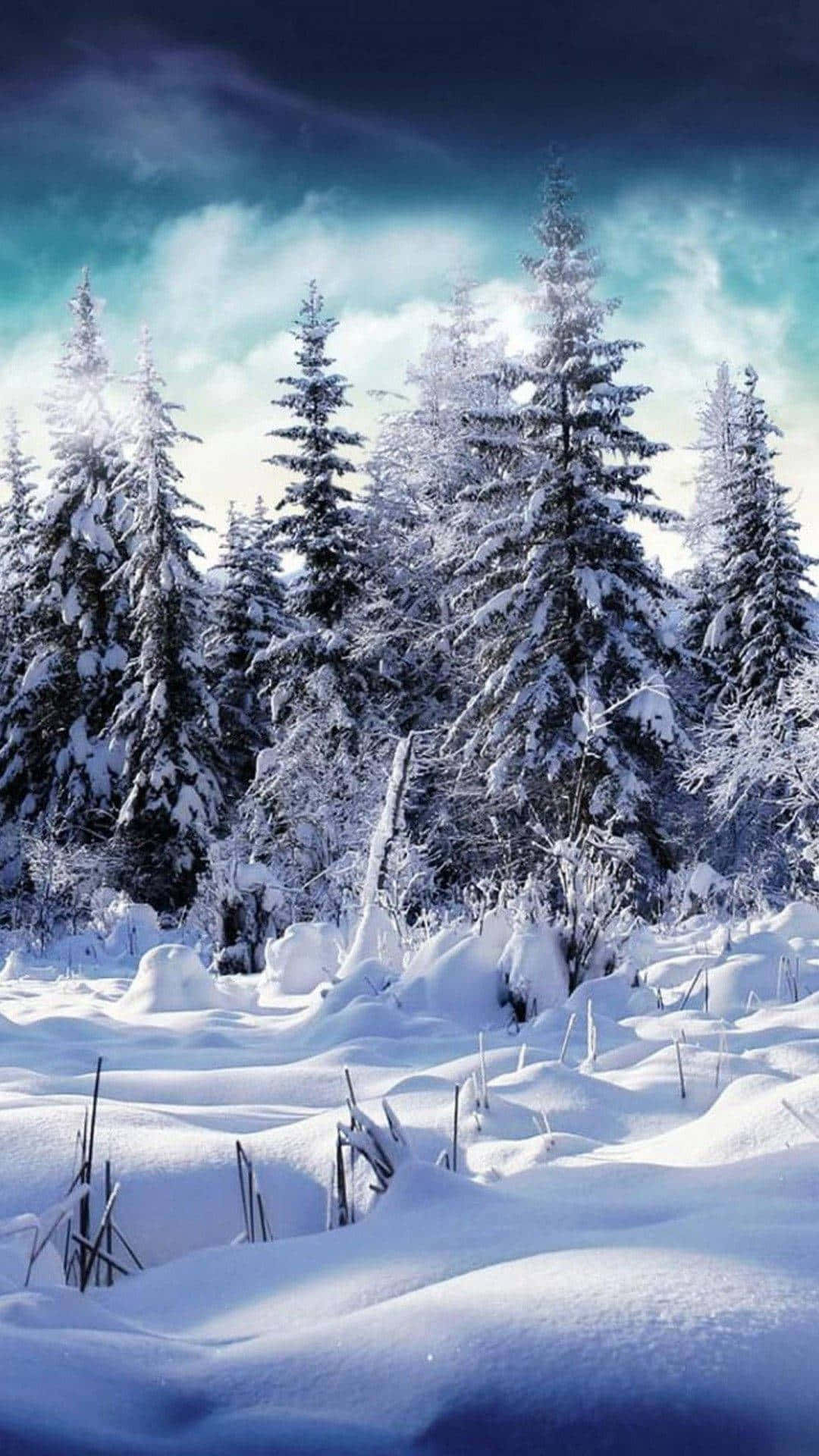A Snow Covered Forest With Trees And A Blue Sky Background