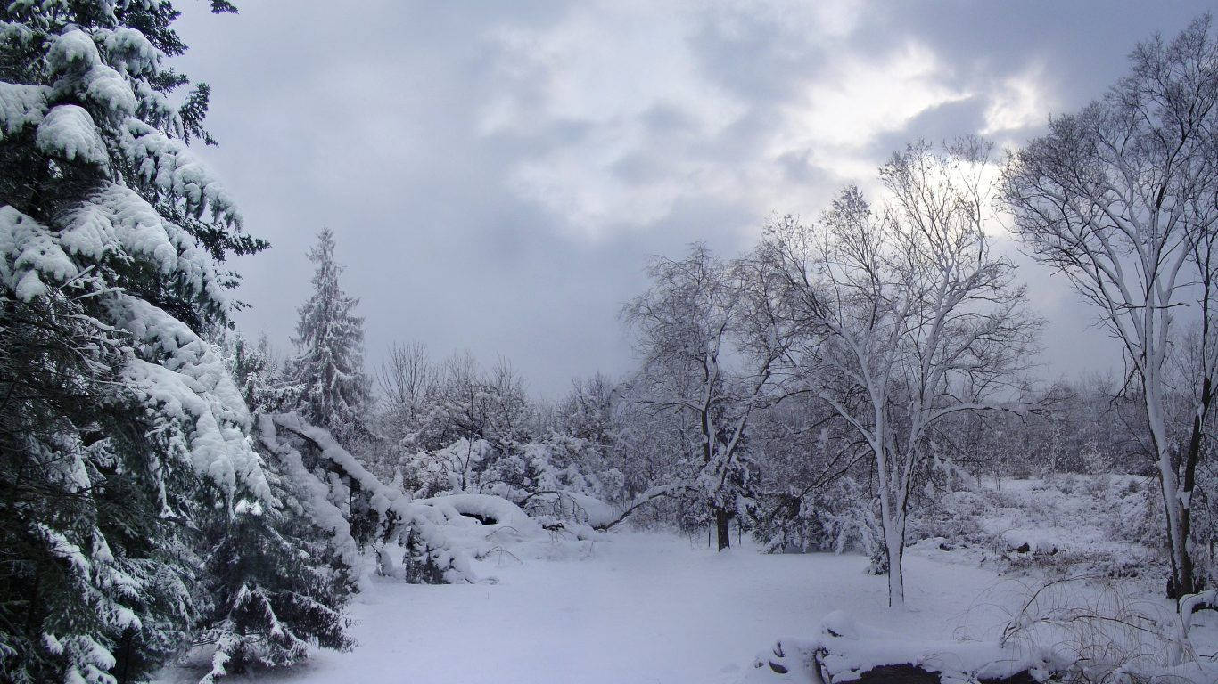 A Snow Covered Forest With Trees And Bushes Background