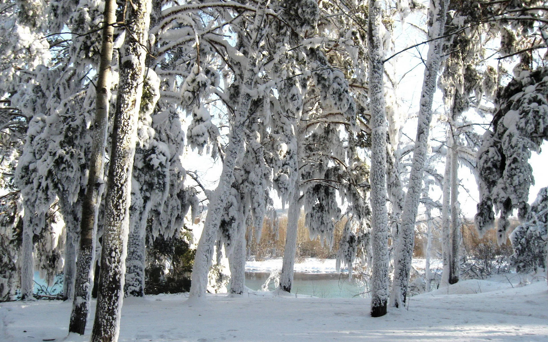 A Snow Covered Forest With Trees In The Background Background