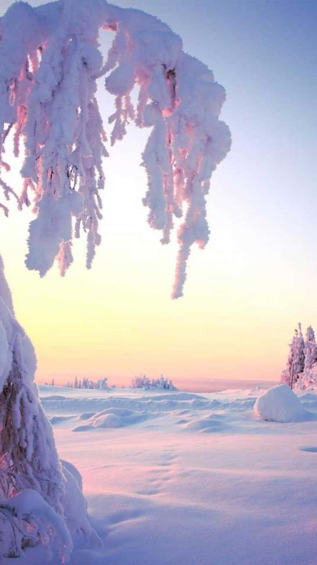 A Snow Covered Landscape With Trees And Snow