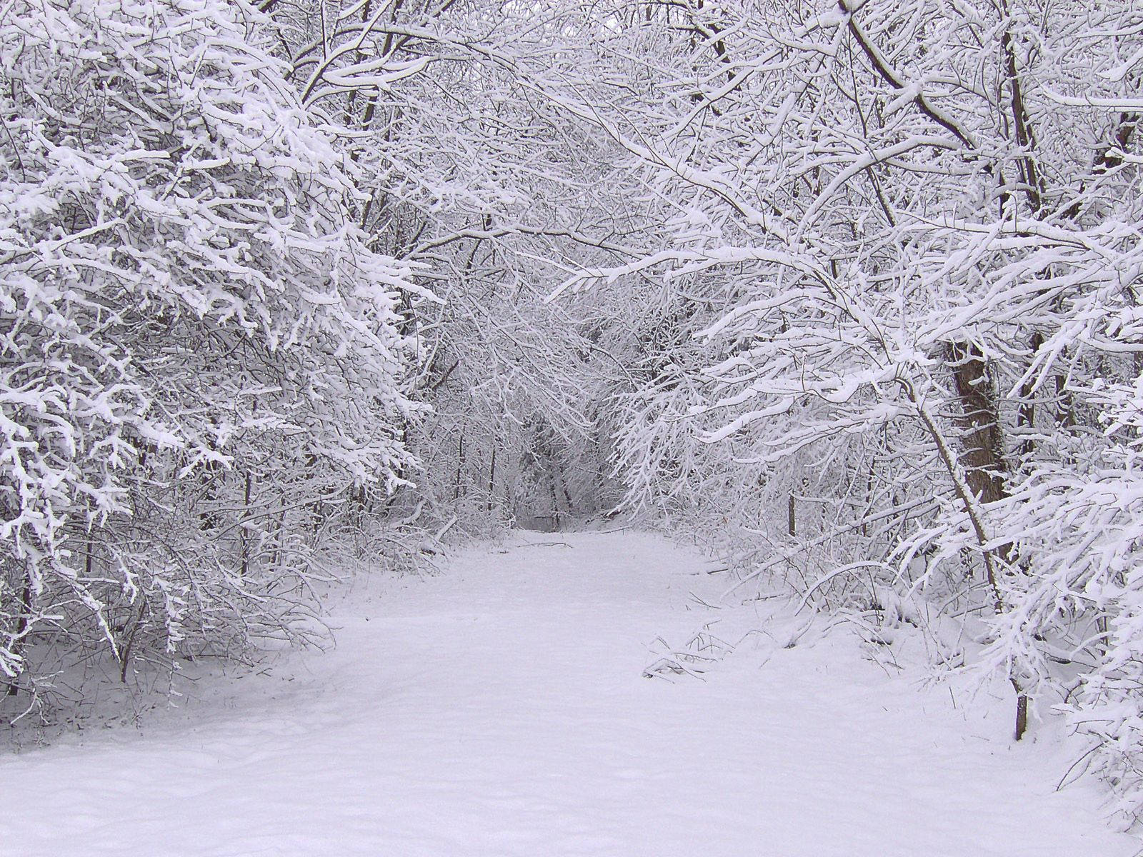 A Snow Covered Path
