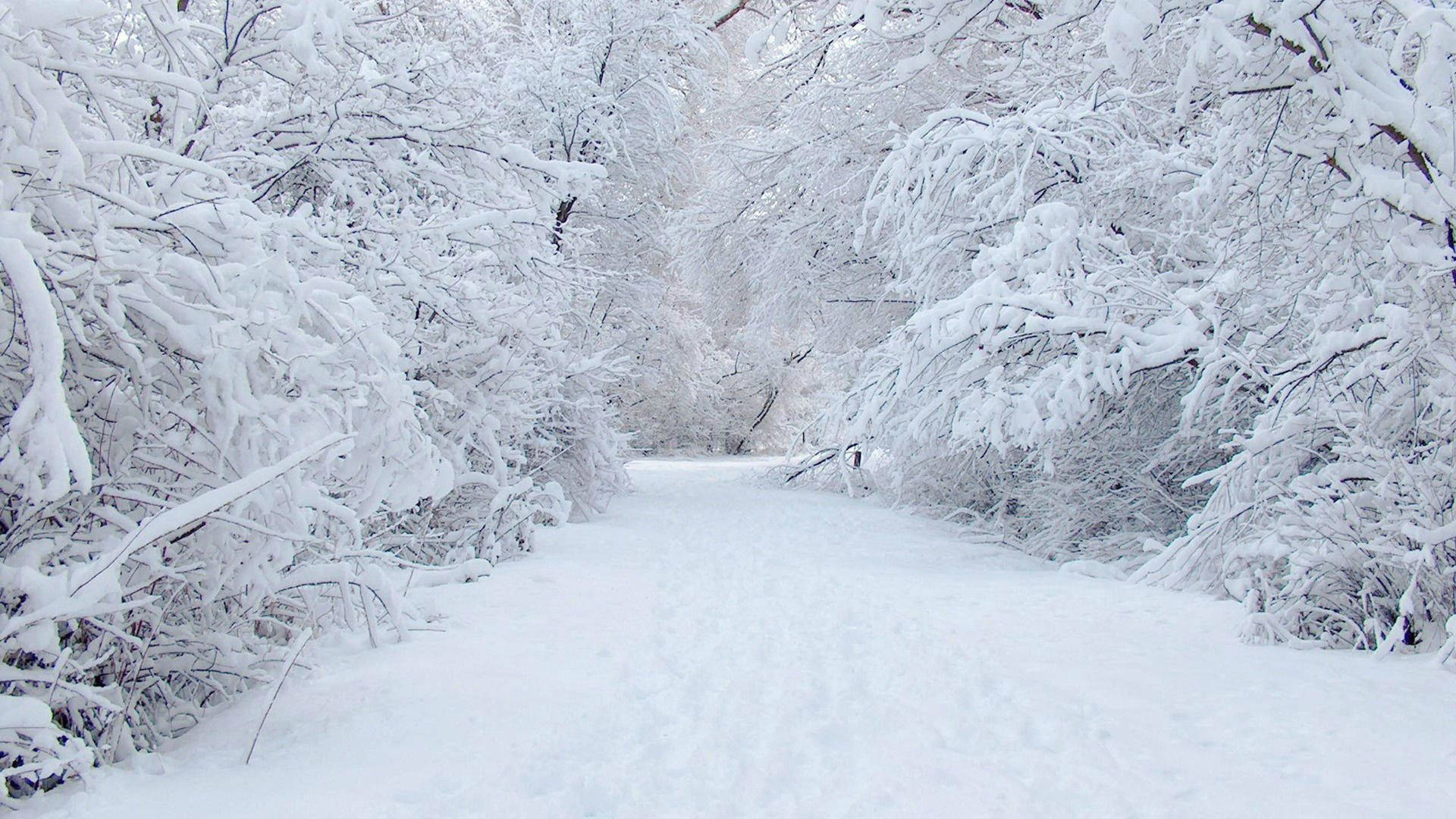A Snow Covered Path Background