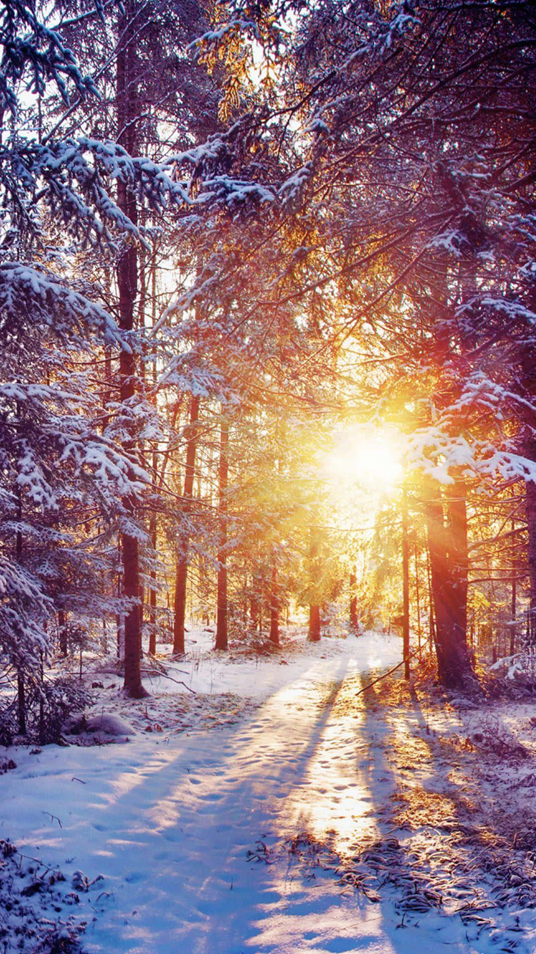 A Snow Covered Path In A Forest With The Sun Shining Through The Trees Background