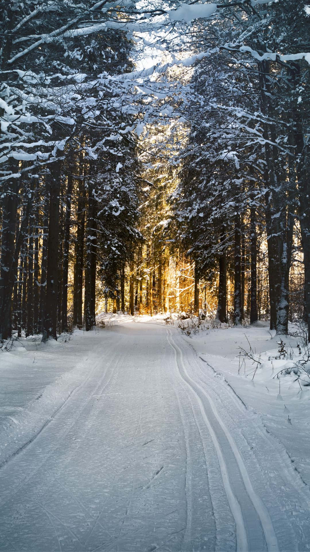 A Snow Covered Path In The Forest Background