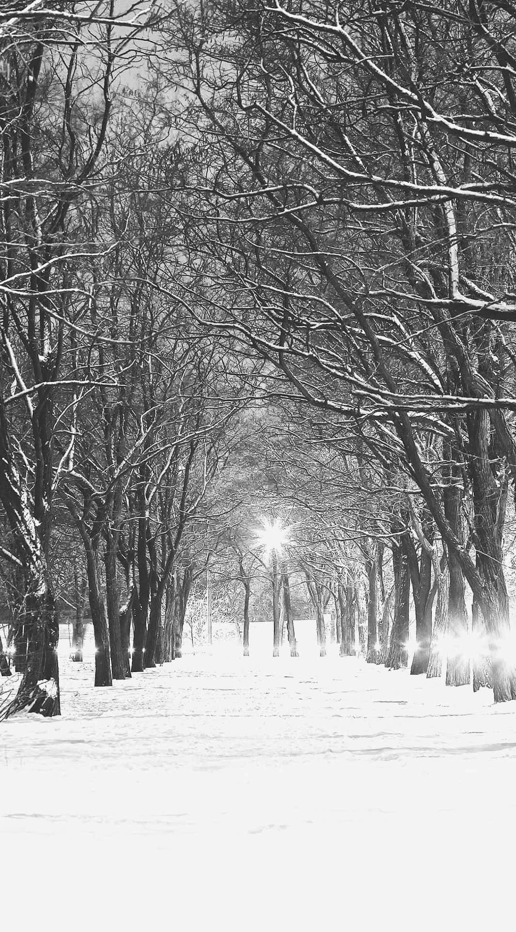 A Snow Covered Path With Trees