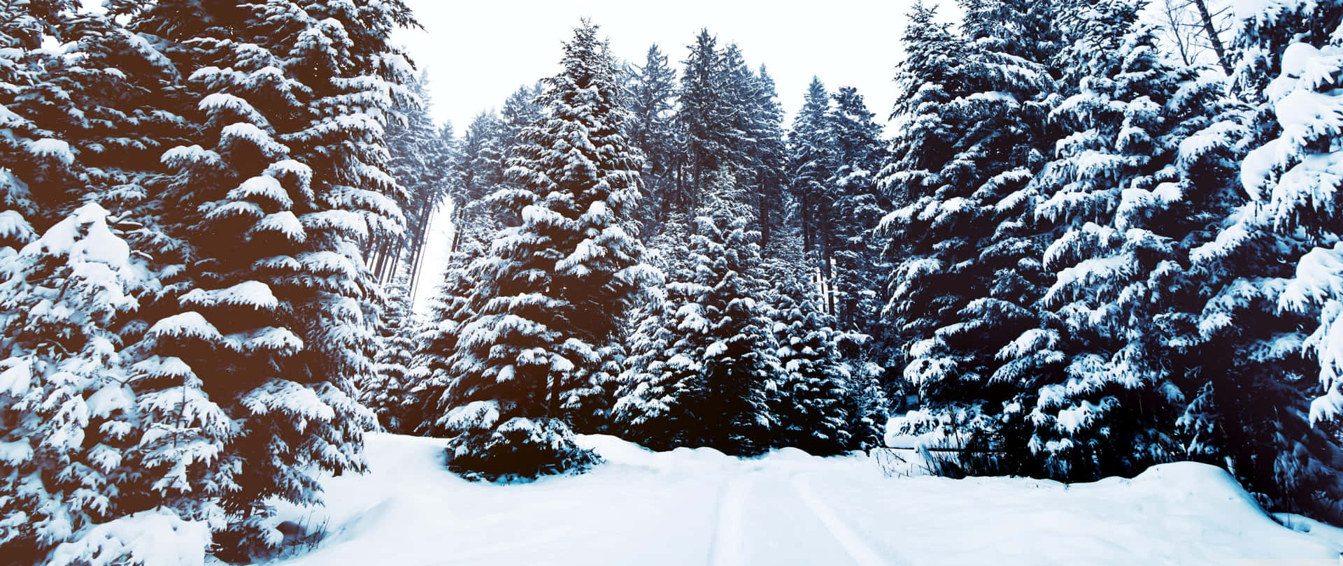 A Snow Covered Path Background