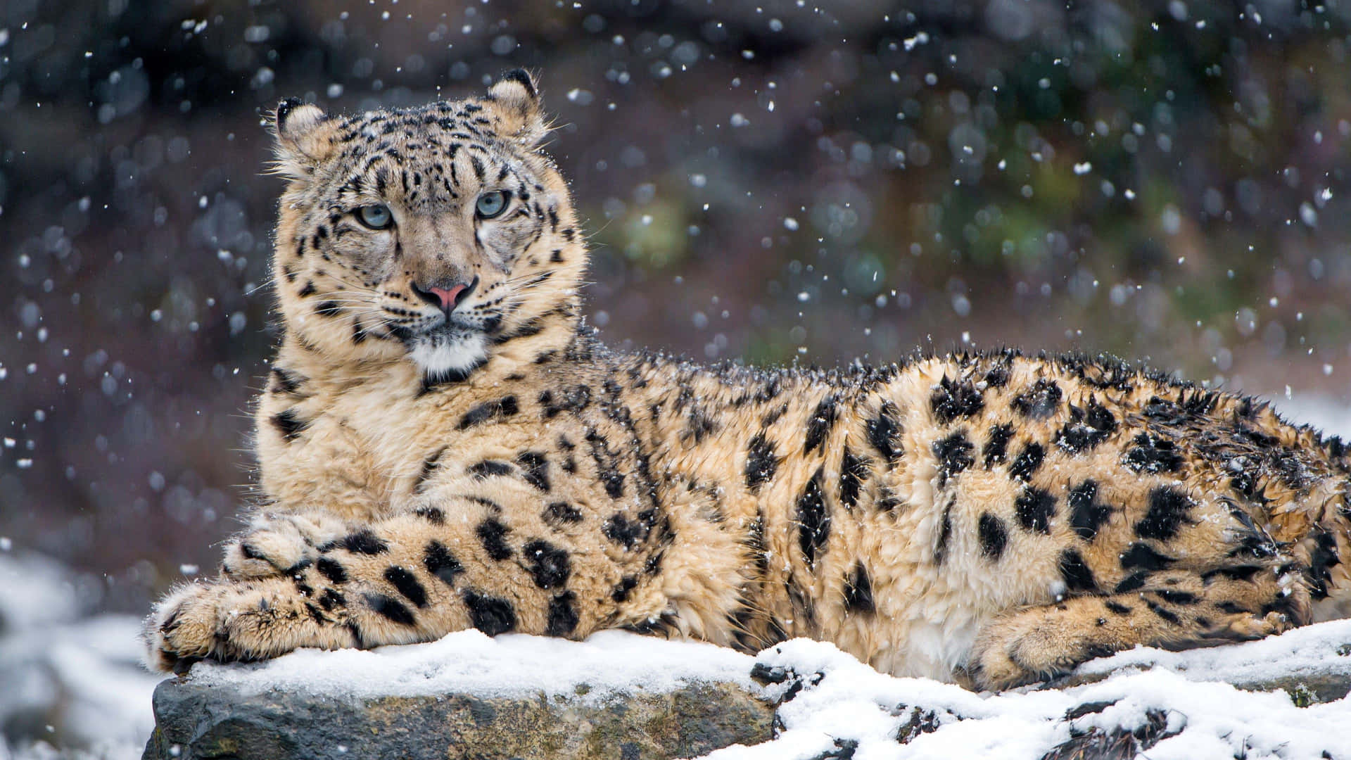 A Snow Leopard Leaps Over The Rocky Mountains Background