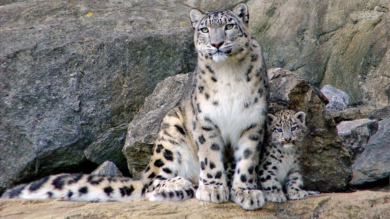 A Snow Leopard Relaxing In The Snow Background