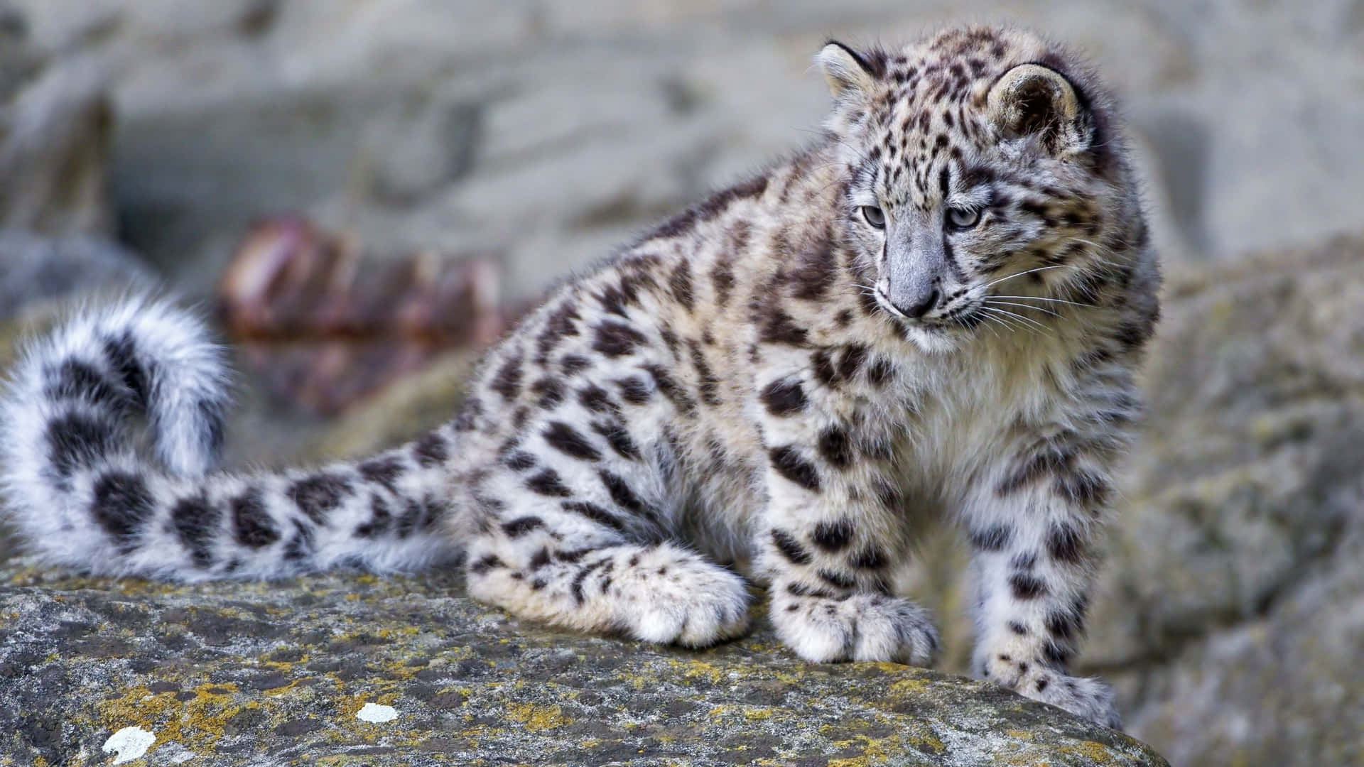 A Snow Leopard Resting Amongst The Snowy Mountain Slopes Background