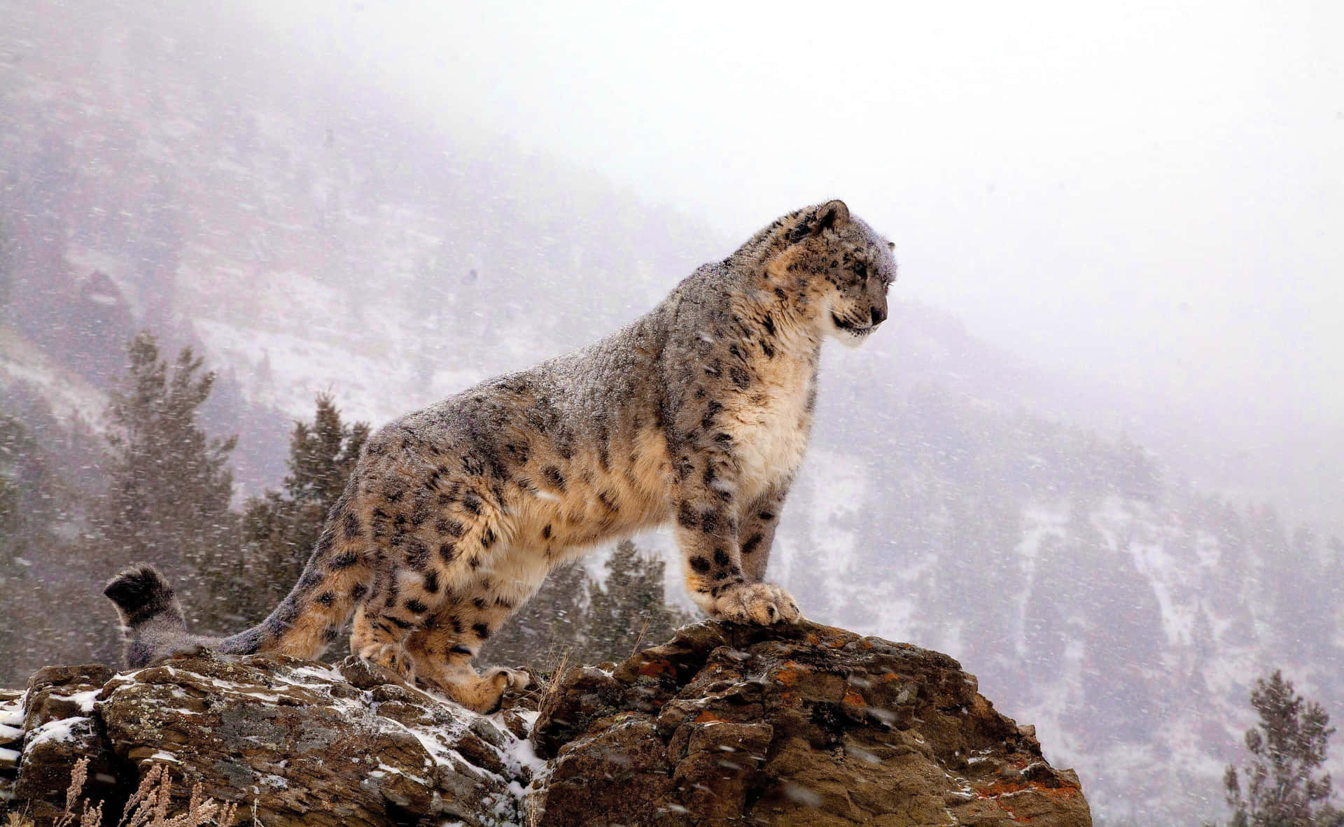 A Snow Leopard Stalking Its Prey In The Snow Background