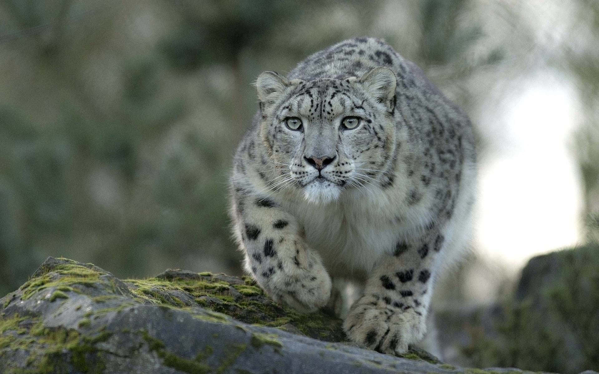 A Snow Leopard Walking On A Rock Background