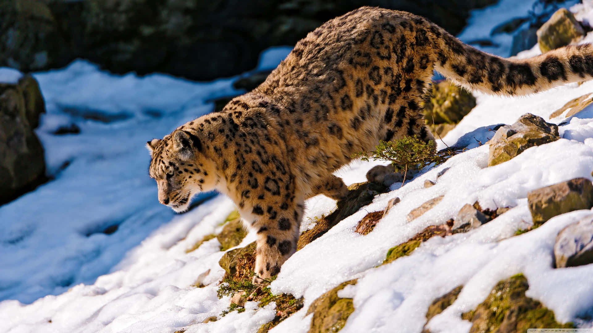 A Snow Leopard Walking On A Snow Covered Hill Background