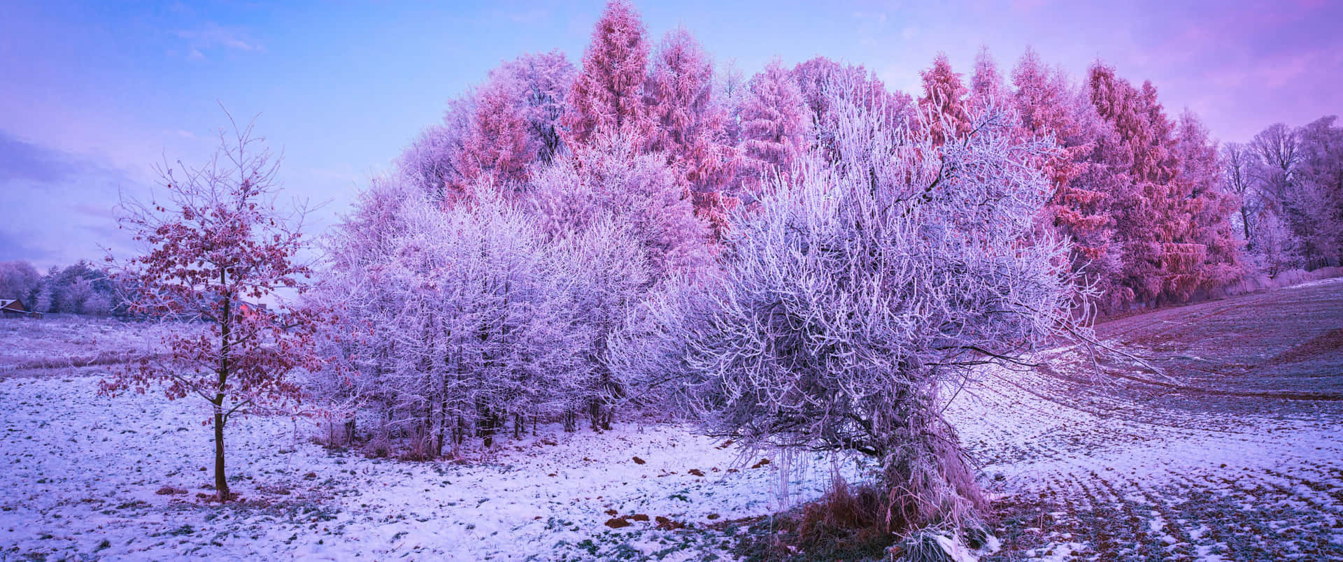 A Snowy Field With Trees And A Pink Sky