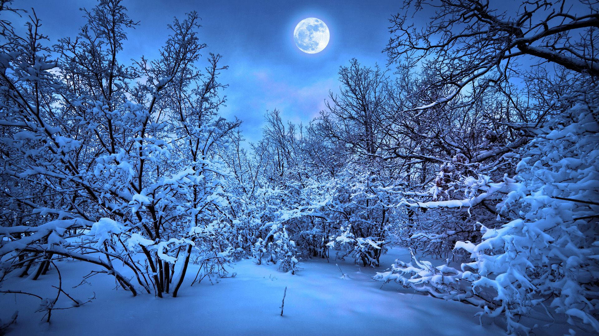 A Snowy Forest With A Full Moon Background