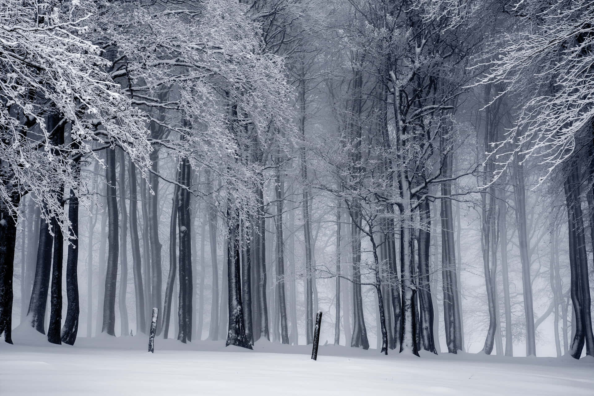 A Snowy Forest With Trees Covered In Snow Background