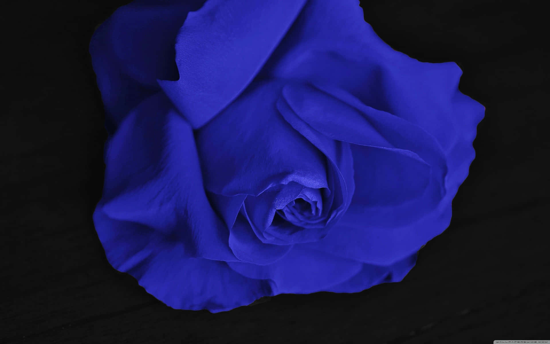 A Solitary Blue Rose Stands Out Against A Backdrop Of Greenery. Background