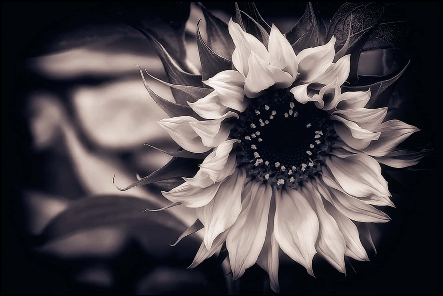 A Solitary Dark Sunflower Against A Bright Backdrop Background
