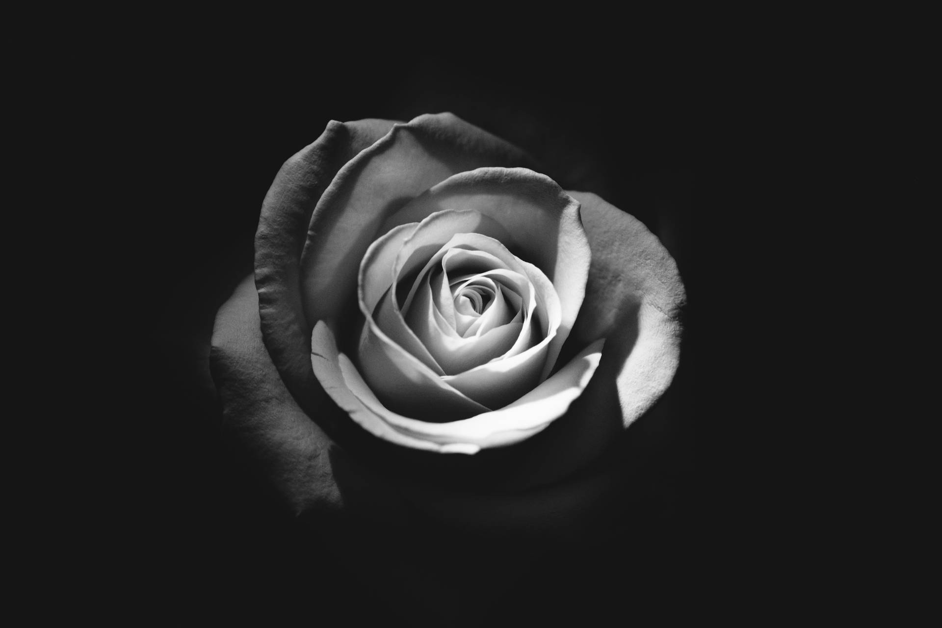 A Solitary Rose In Grayscale Background
