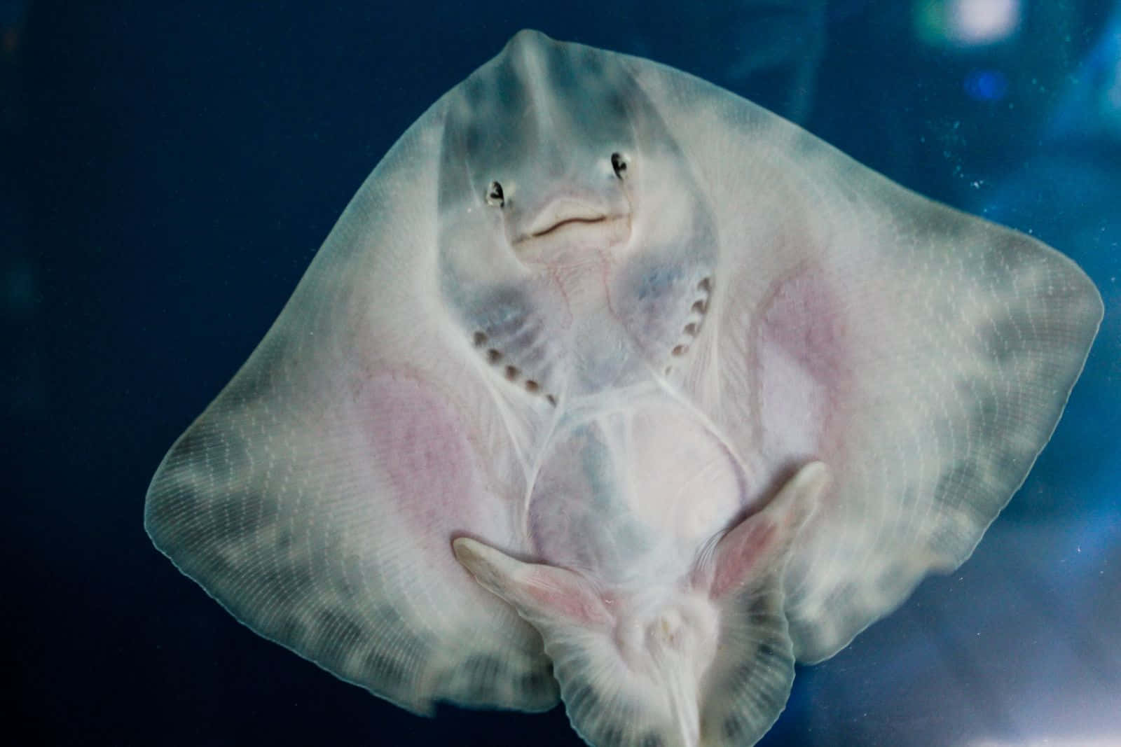 A Solitary Stingray Gliding Along The Ocean Floor Background