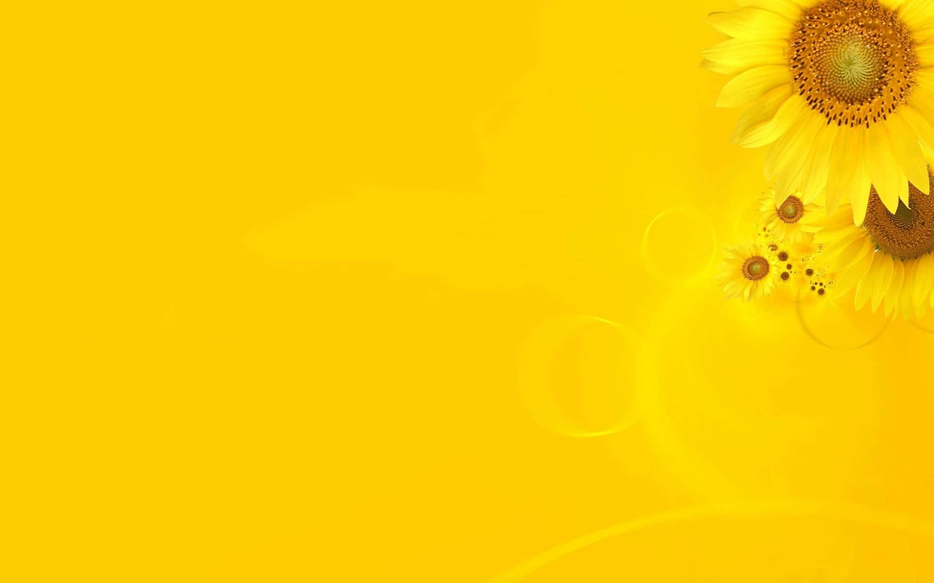 A Solitary Sunflower Radiates A Vibrant Yellow Against Its Green Stems And Leaves Background