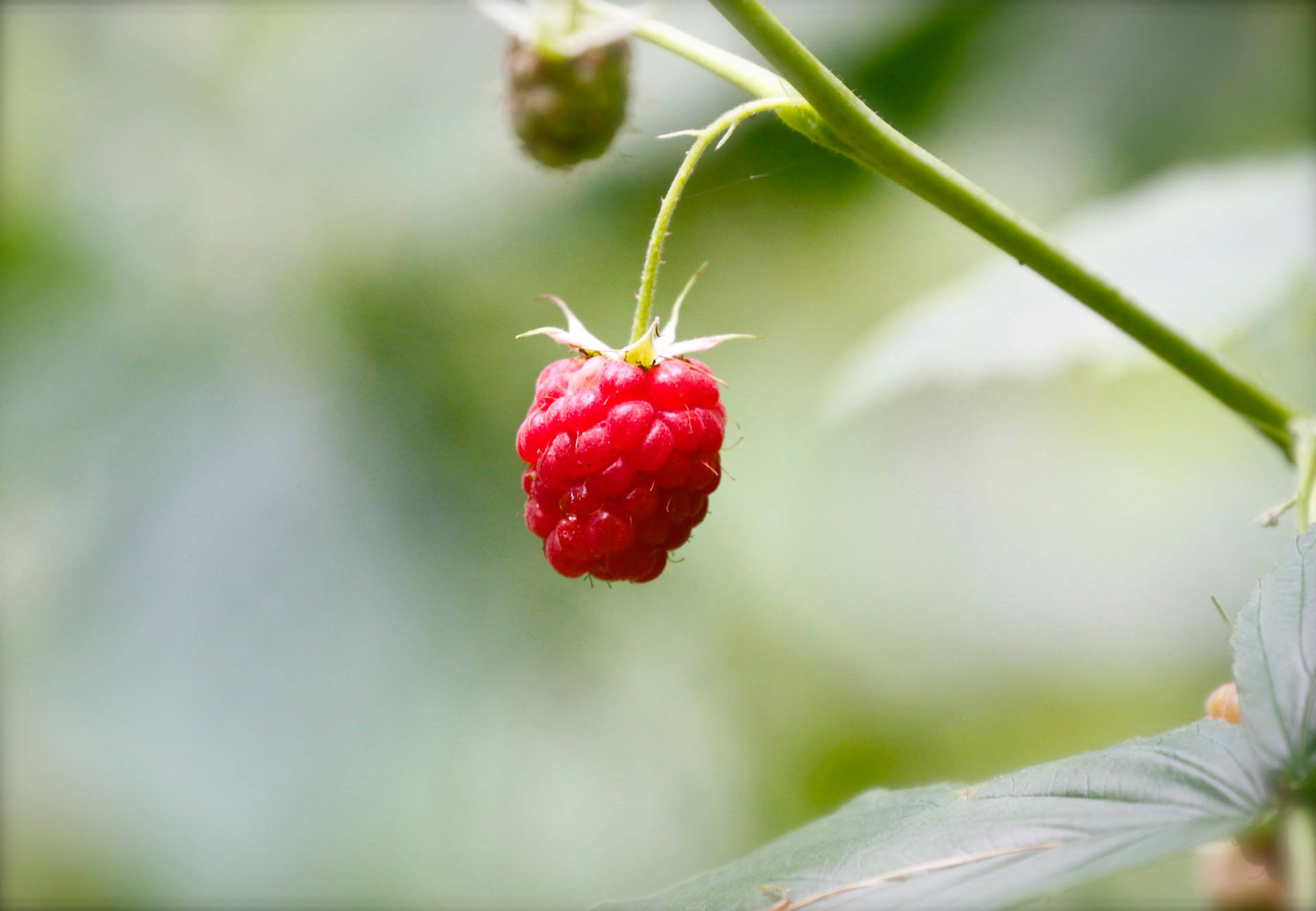 A Solo Hanging Raspberries