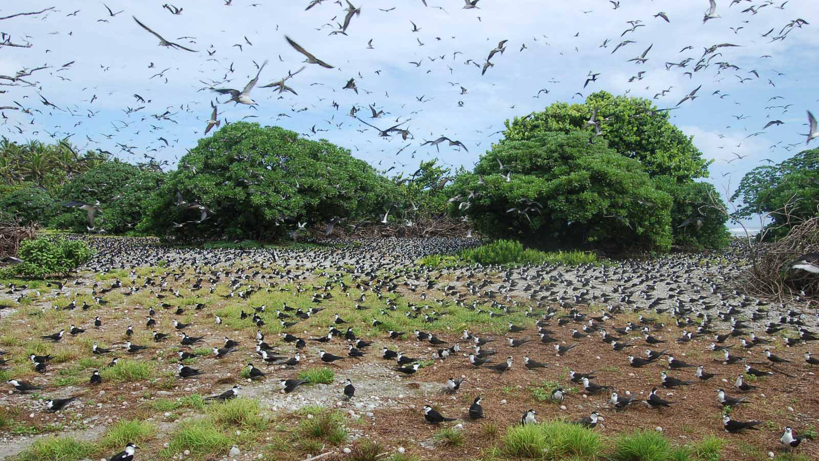 A Sooty Bird Colony On Palmyra Atoll Background