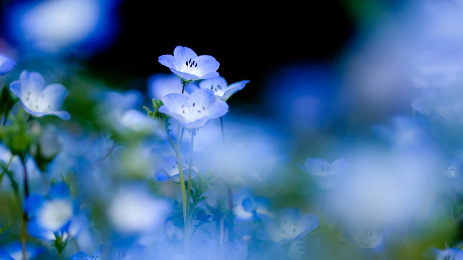 A Spectacular Multi-colored Flower In Full Bloom Background