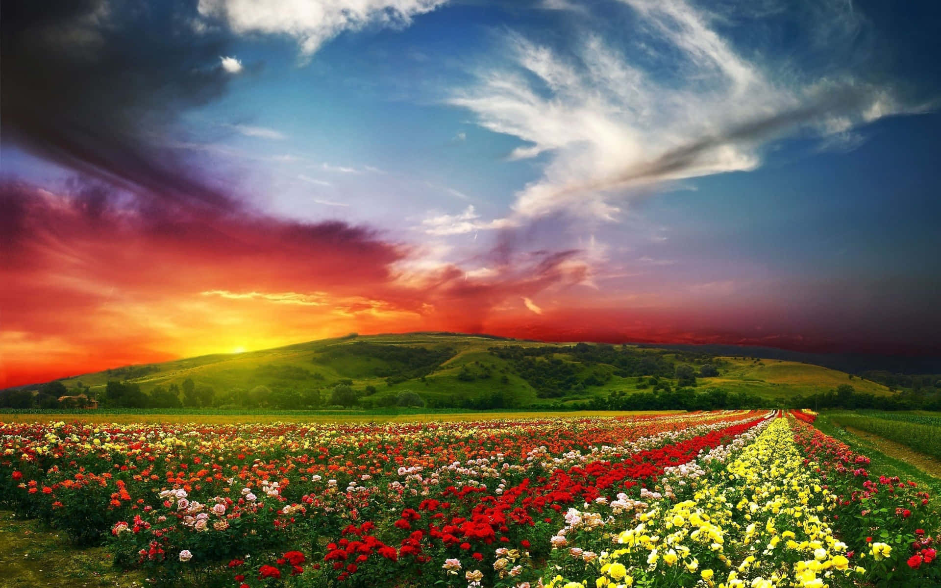 A Spectacular View Of Pristine Valley Blooming With Flowers Background