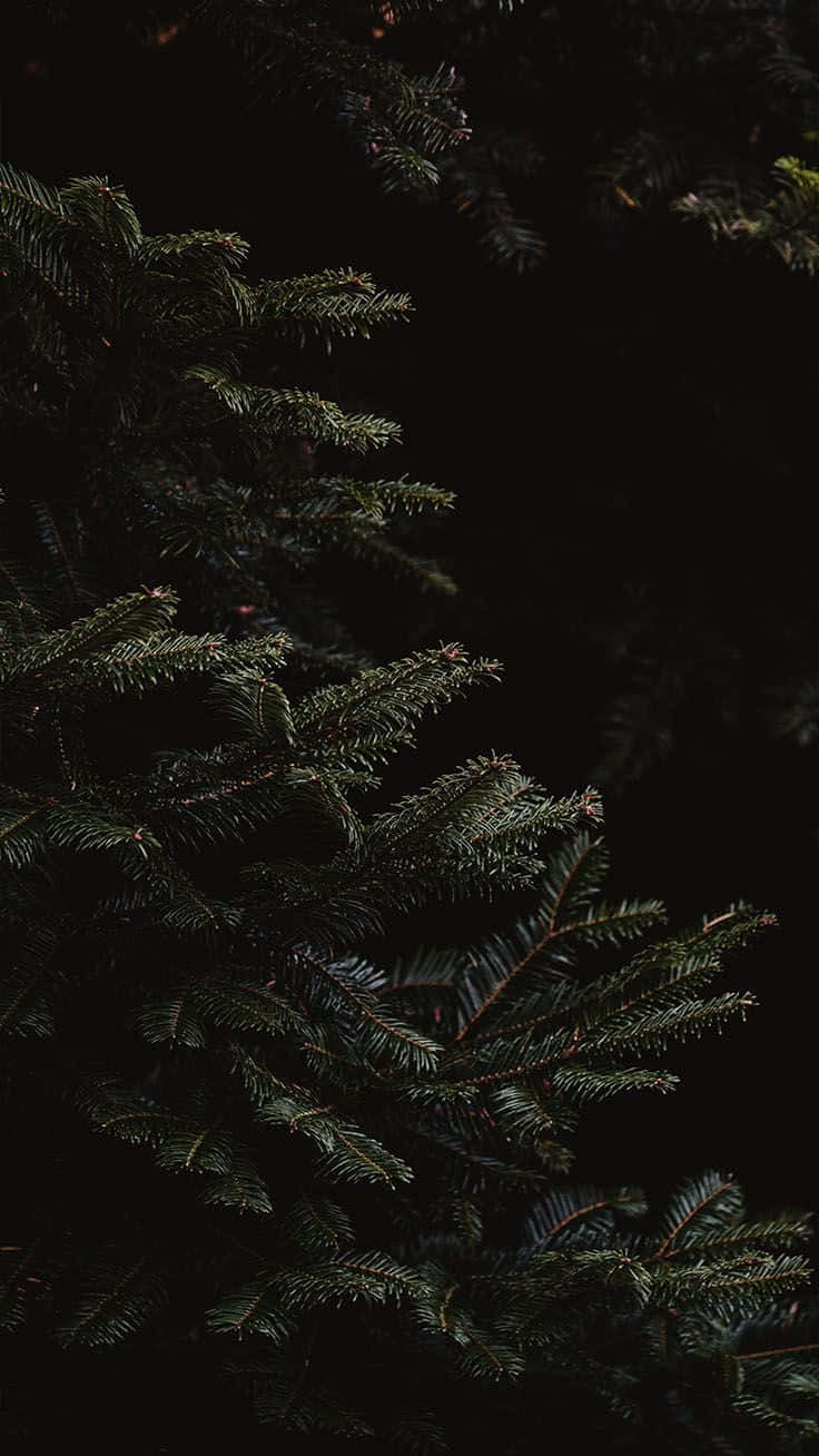 A Spooky Dark Christmas Scene Background