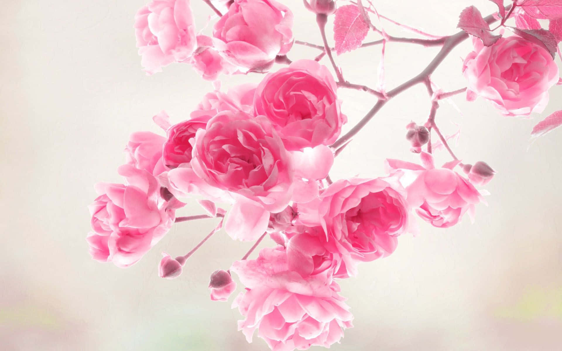 A Springtime Of Soft Pink Blossoms Background