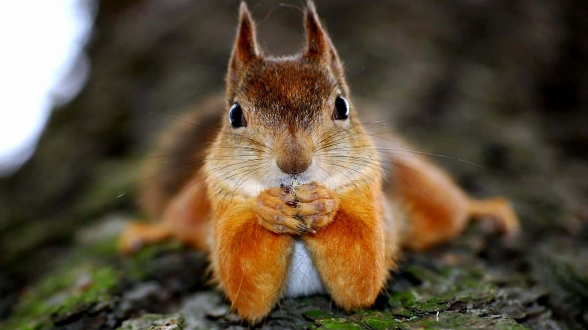 A Squirrel Is Sitting On A Tree Trunk Background