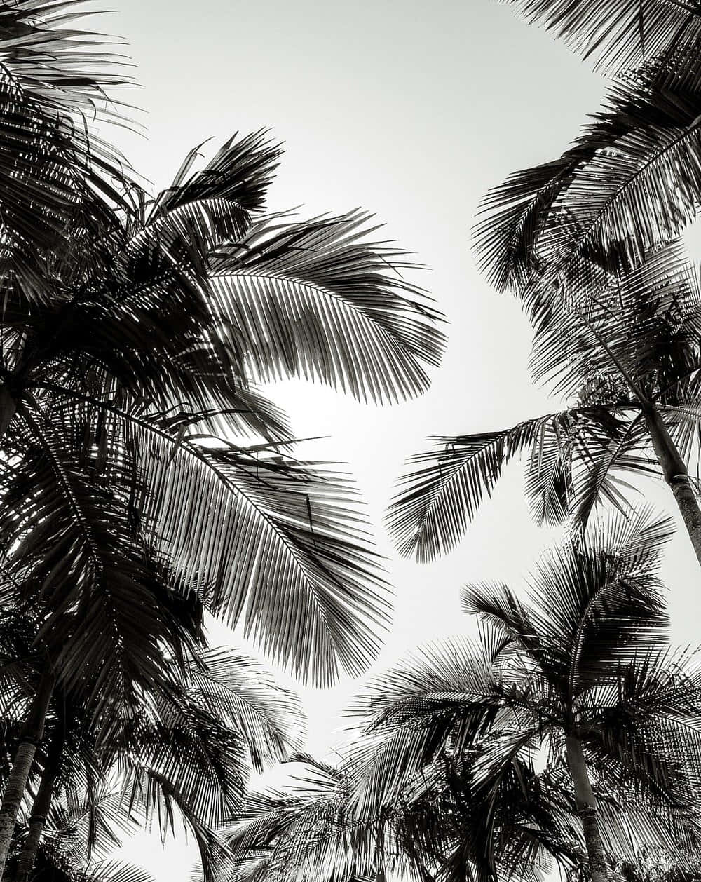 A Starkly Contrasting Black And White Palm Tree Against A Sandy Shoreline.