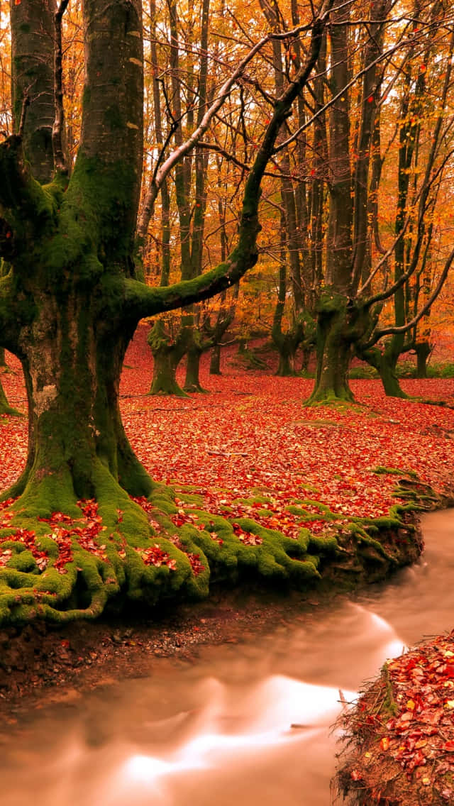 A Stream In The Forest Background