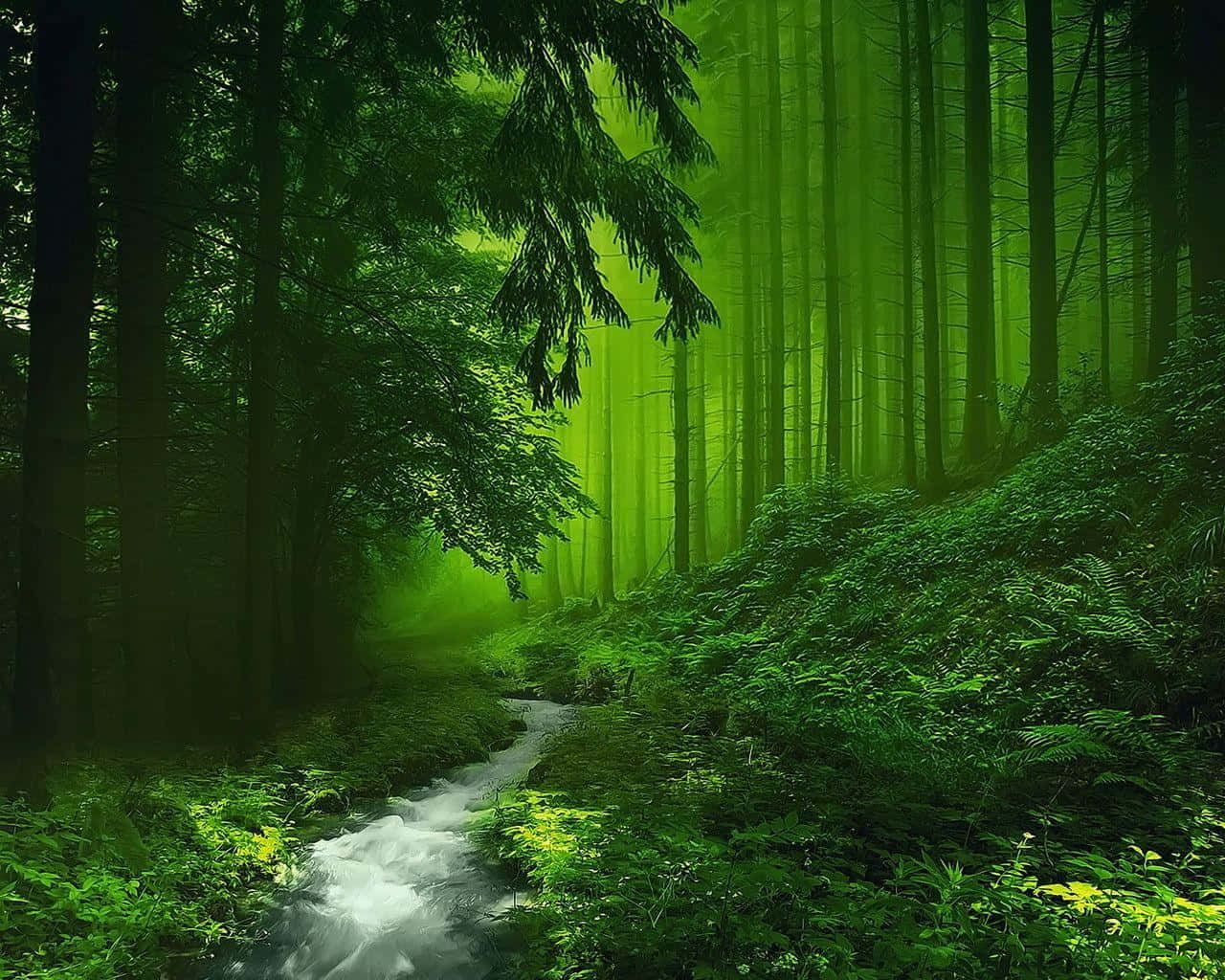 A Stream In The Forest With Green Trees