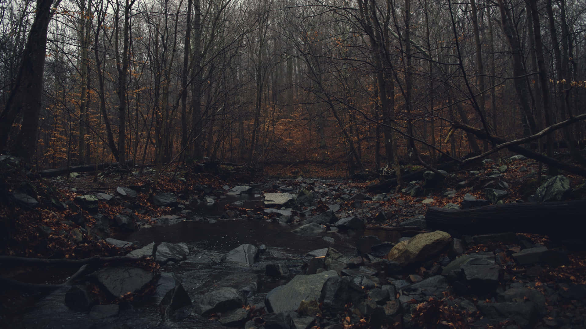 A Stream In The Woods With Rocks And Leaves