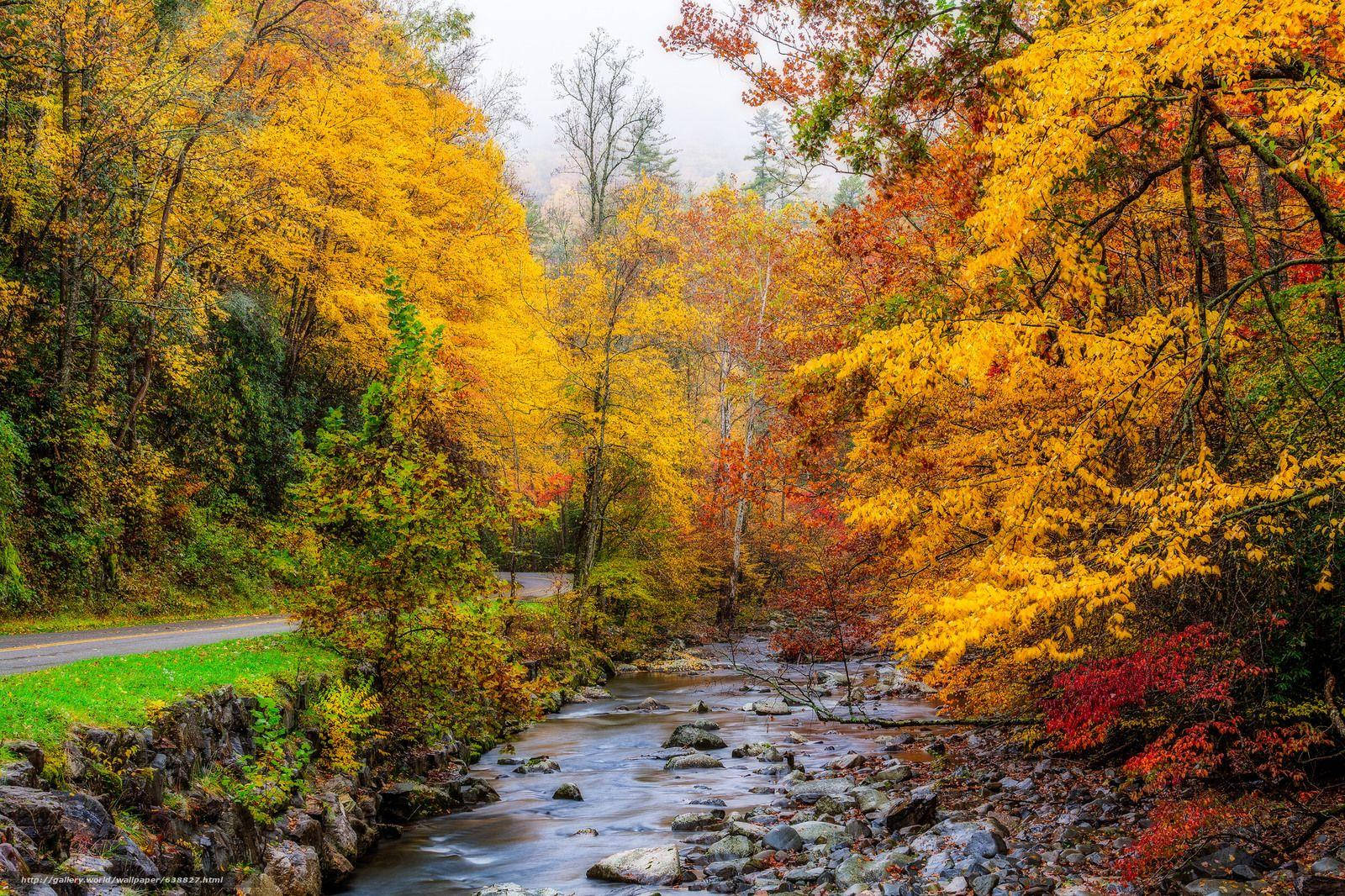 A Stream With Colorful Leaves And Trees Background