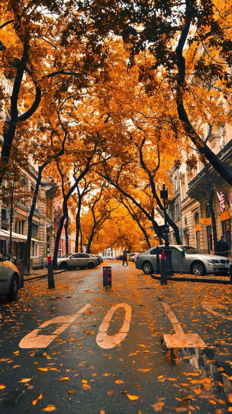 A Street With Trees Covered In Orange Leaves Background