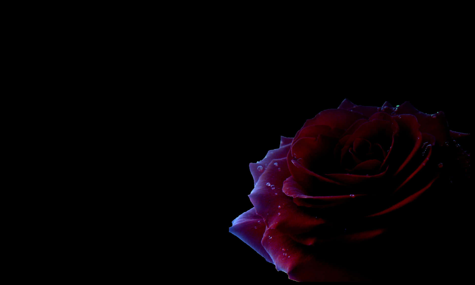 A Striking Black Rose In All Its Dark, Mysterious Beauty Background