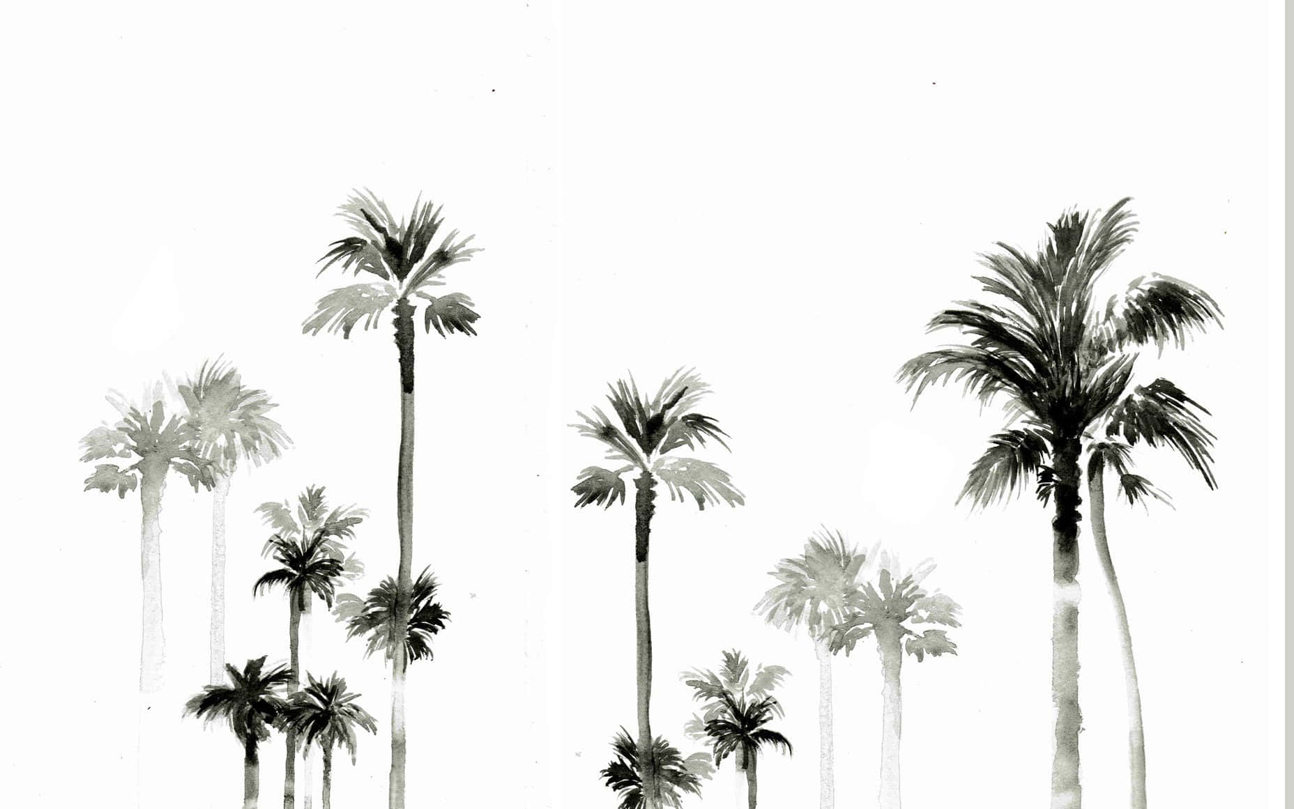A Striking Contrast Of Black And White Colors, This Palm Tree Stands Tall With An Alluring Grace. Background