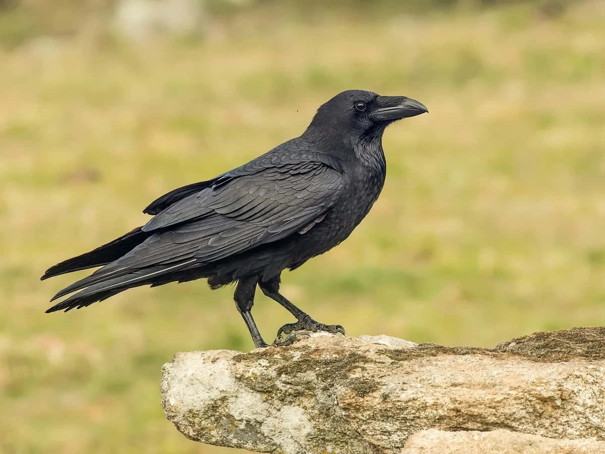 A Striking Crow Perched On A Branch Background